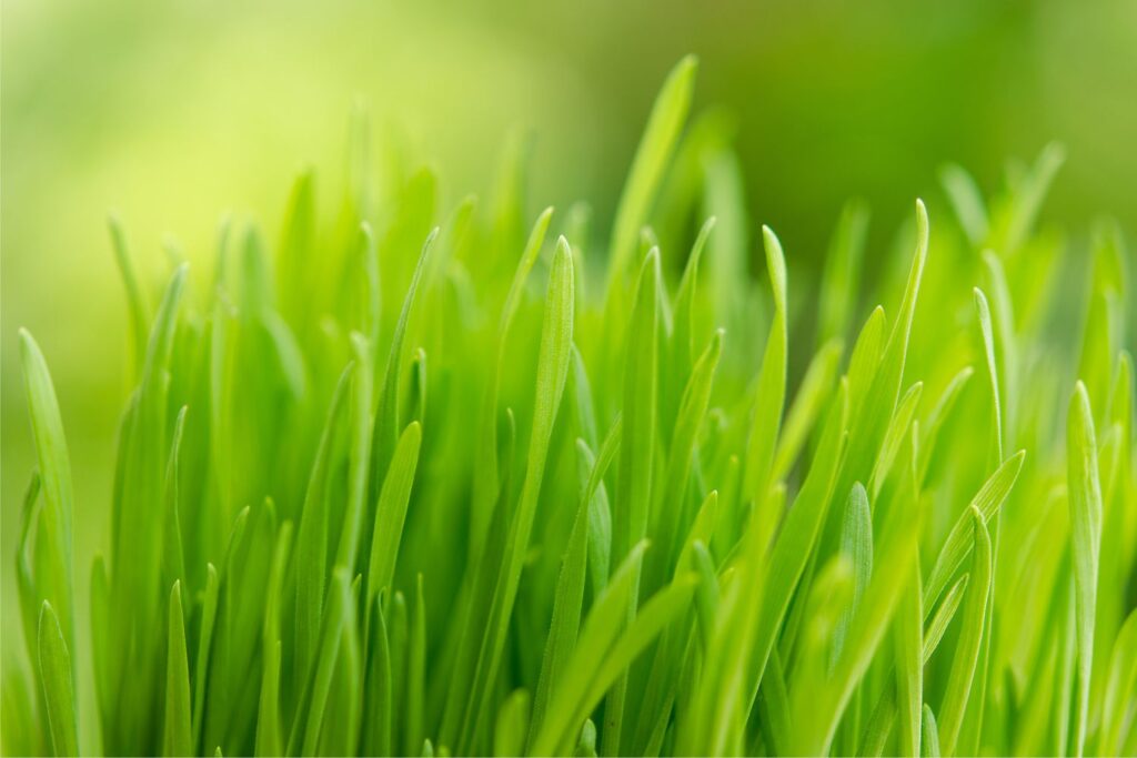 wheat grass